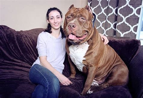 maior pitbull do mundo-1
